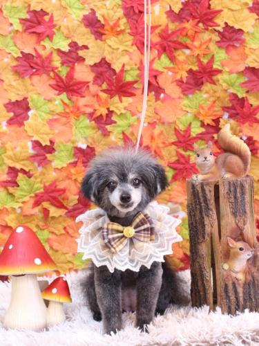 20241128ヒナちゃん